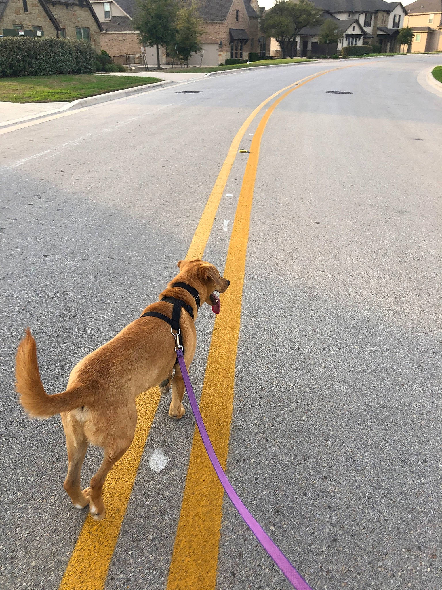 Magee is registered to the contest to win money with this photo: asphalt, canidae, carnivore, curb, dog, dog_breed, dog_walking, fashion_accessory, fawn, infrastructure, leash, road, road_surface, sidewalk, sporting_group, tail, yellow