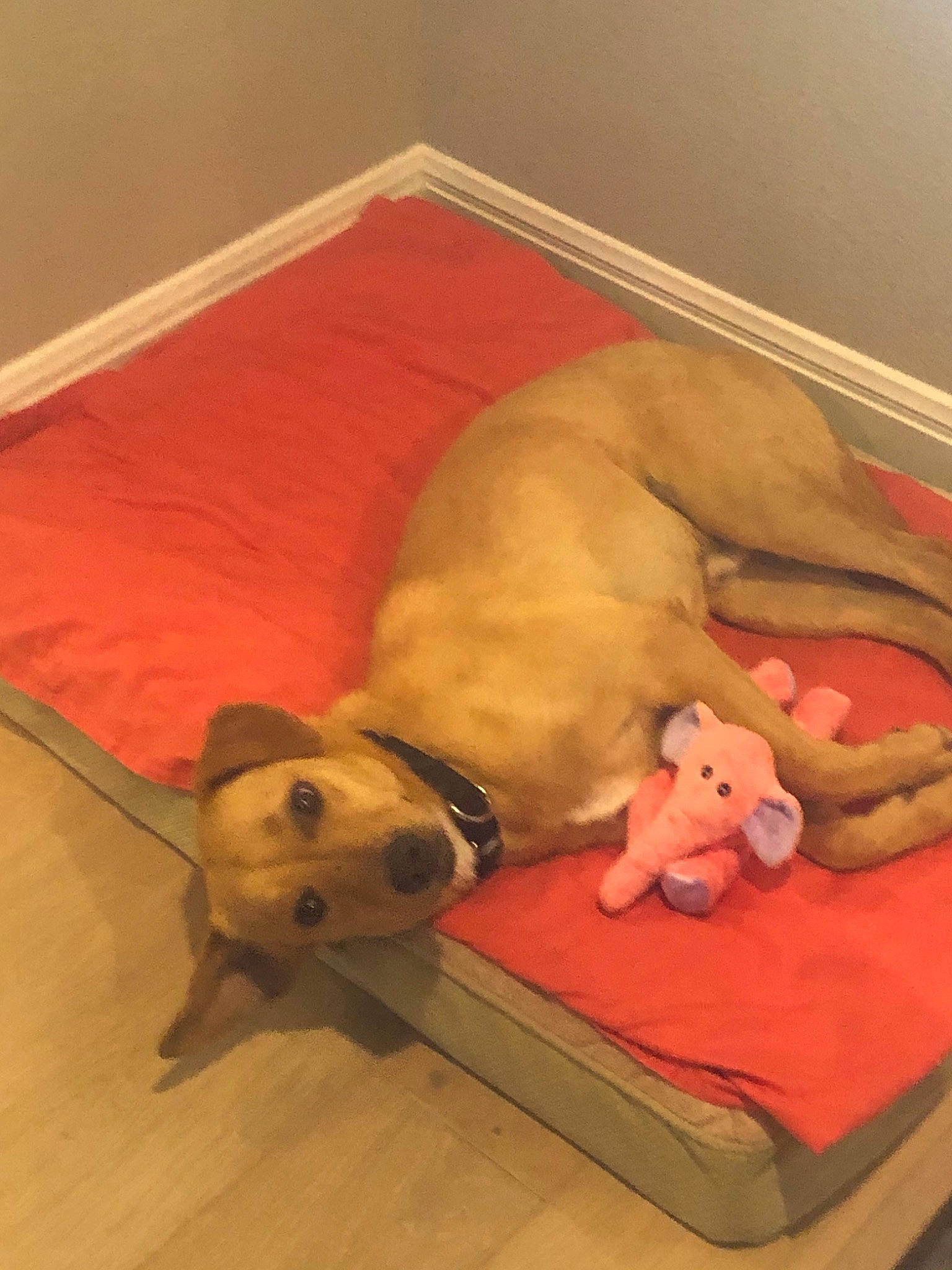 Magee is registered to the contest to win money with this photo: canidae, carnivore, companion_dog, dog, dog_breed, fawn, floor, flooring, labrador_retriever, paw, puppy, retriever, snout, sporting_group, tail