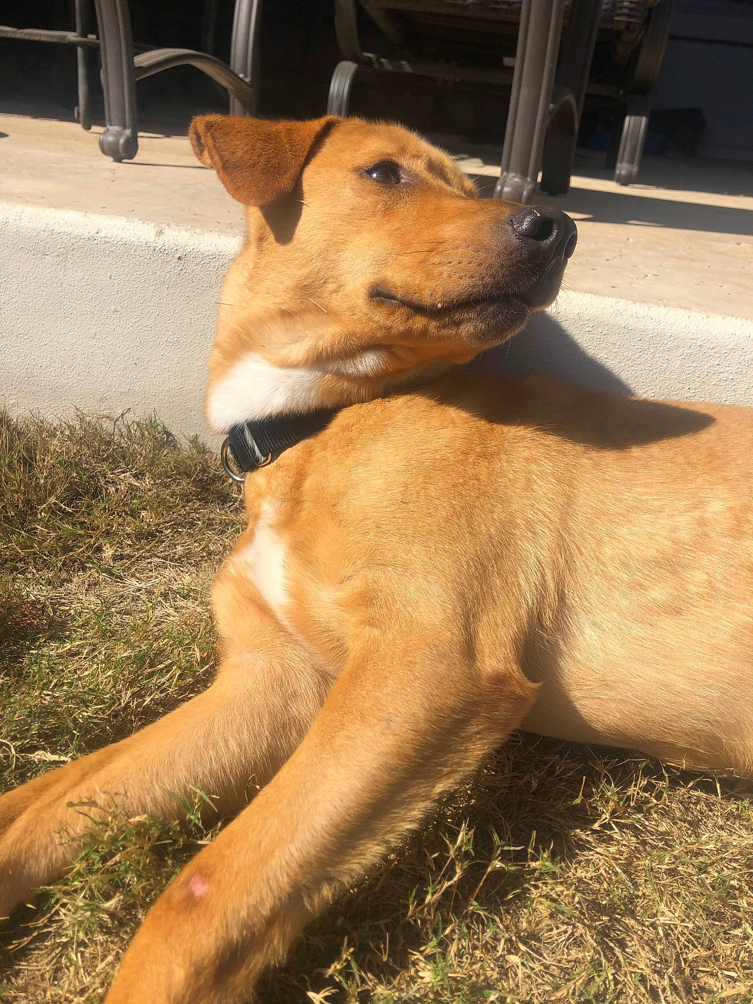 Magee joined the competition — help win amazing prizes! aspin, austrian_pinscher, black_mouth_cur, canidae, carnivore, carolina_dog, companion_dog, dog, dog_breed, fawn, feist, mammal, mountain_cur, pariah_dog, potcake_dog, rare_breed_dog, snout, street_dog, vertebrate