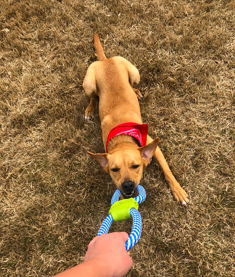 Magee is registered to the contest to win money with this photo: canidae, carnivore, companion_dog, dog, dog_breed, fawn, grass, puggle, rhodesian_ridgeback, sporting_group, vizsla