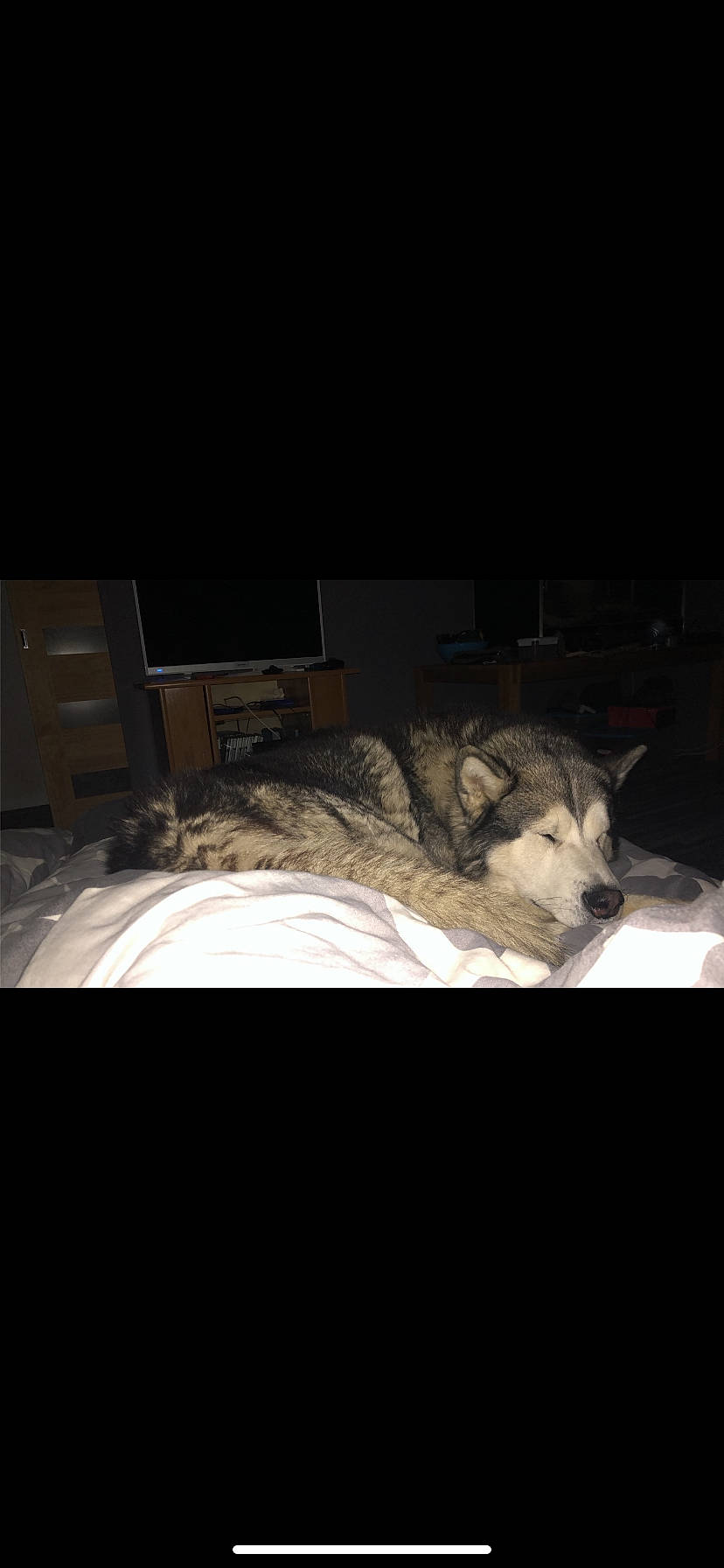 Lecky a rejoint le concours — aidez-le/la à gagner de superbes lots ! alaskan_malamute, canidae, canis, carnivore, czechoslovakian_wolfdog, dog, fur, mammal, native_american_indian_dog, night, northern_inuit_dog, norwegian_elkhound, saarloos_wolfdog, sakhalin_husky, siberian_husky, sled_dog, snout, tamaskan_dog, wolf, wolfdog