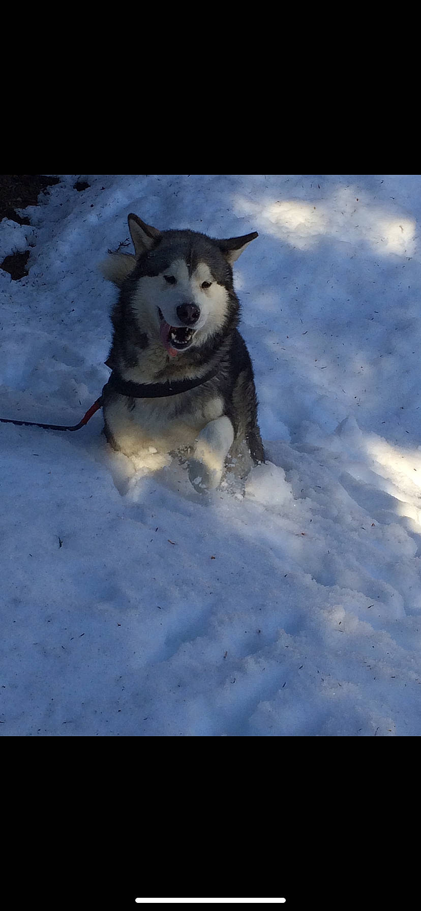 Lecky participe au concours pour gagner de l'argent avec cette photo : alaskan_malamute, canadian_eskimo_dog, canidae, carnivore, dog, dog_breed, greenland_dog, jamthund, mammal, native_american_indian_dog, northern_inuit_dog, sakhalin_husky, seppala_siberian_sleddog, siberian_husky, sled_dog, snout, sporting_group, tamaskan_dog, vertebrate, wolfdog