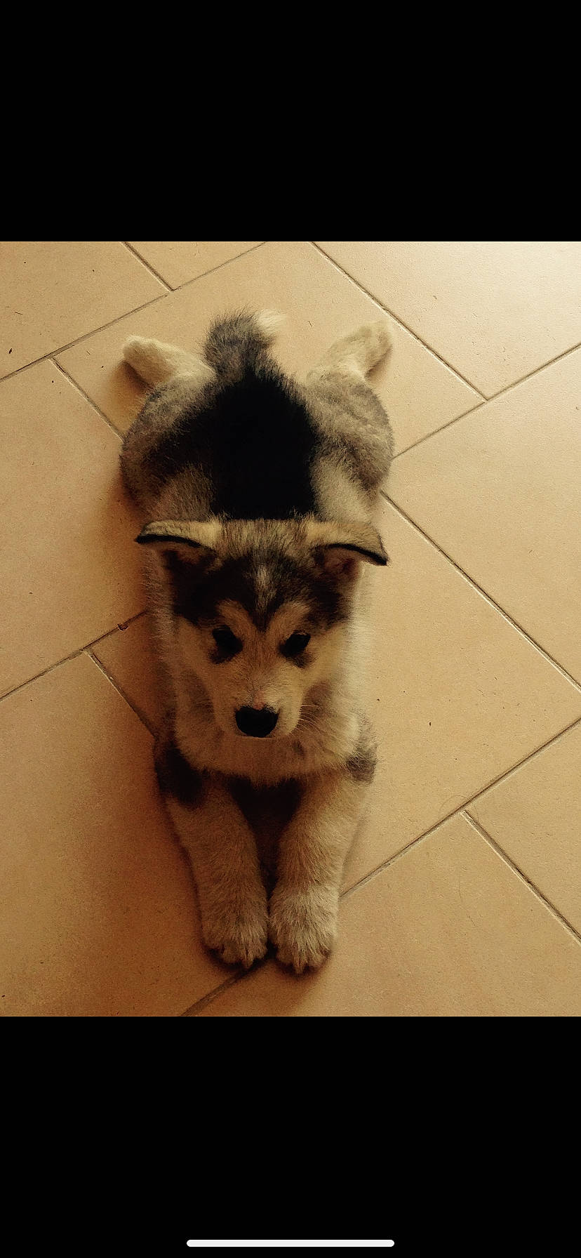 Lecky a rejoint le concours — aidez-le/la à gagner de superbes lots ! alaskan_klee_kai, alaskan_malamute, ancient_dog_breeds, canadian_eskimo_dog, canidae, carnivore, dog, dog_breed, greenland_dog, labrador_husky, mammal, miniature_siberian_husky, puppy, rare_breed_dog, sakhalin_husky, siberian_husky, sled_dog, vertebrate, wolfdog, working_dog