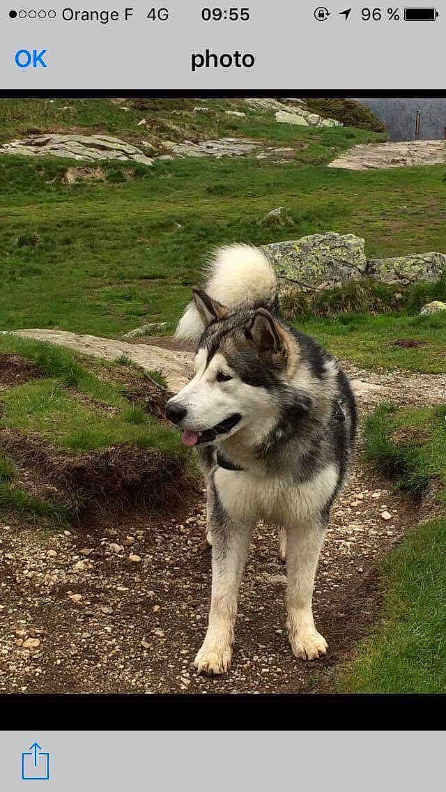 Lecky participe au concours pour gagner de l'argent avec cette photo : alaskan_malamute, canadian_eskimo_dog, canidae, carnivore, czechoslovakian_wolfdog, dog, dog_breed, greenland_dog, jamthund, mammal, native_american_indian_dog, northern_inuit_dog, saarloos_wolfdog, sakhalin_husky, seppala_siberian_sleddog, siberian_husky, sled_dog, tamaskan_dog, vertebrate, wolfdog