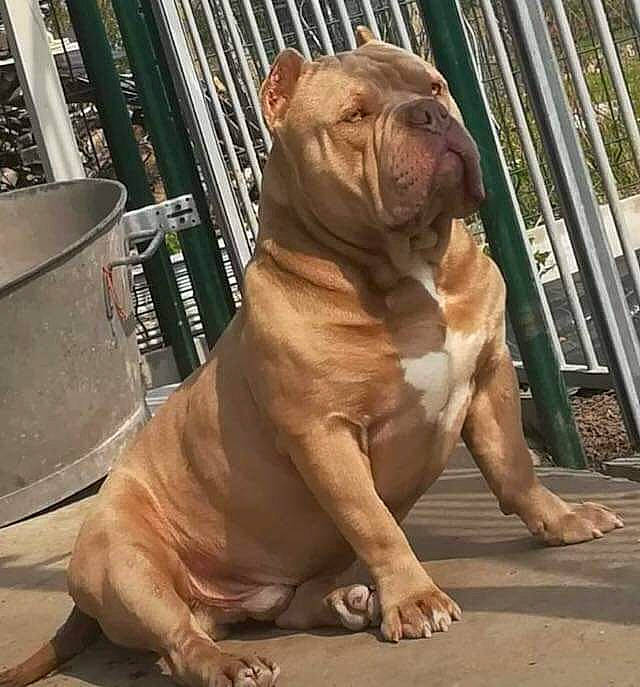 Tyson participe au concours pour gagner de l'argent avec cette photo : american_pit_bull_terrier, ancient_dog_breeds, bulldog, canidae, carnivore, companion_dog, dog, dog_breed, dorset_olde_tyme_bulldogge, fawn, korean_mastiff, mammal, non_sporting_group, old_english_bulldog, olde_english_bulldogge, pit_bull, rare_breed_dog, snout, vertebrate, wrinkle