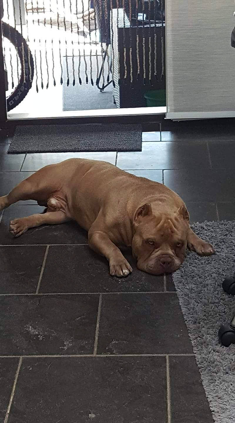 Tyson a rejoint le concours — aidez-le/la à gagner de superbes lots ! american_pit_bull_terrier, canidae, carnivore, companion_dog, dog, dog_breed, fawn, korean_mastiff, mammal, non_sporting_group, pit_bull, snout, sporting_group, vertebrate