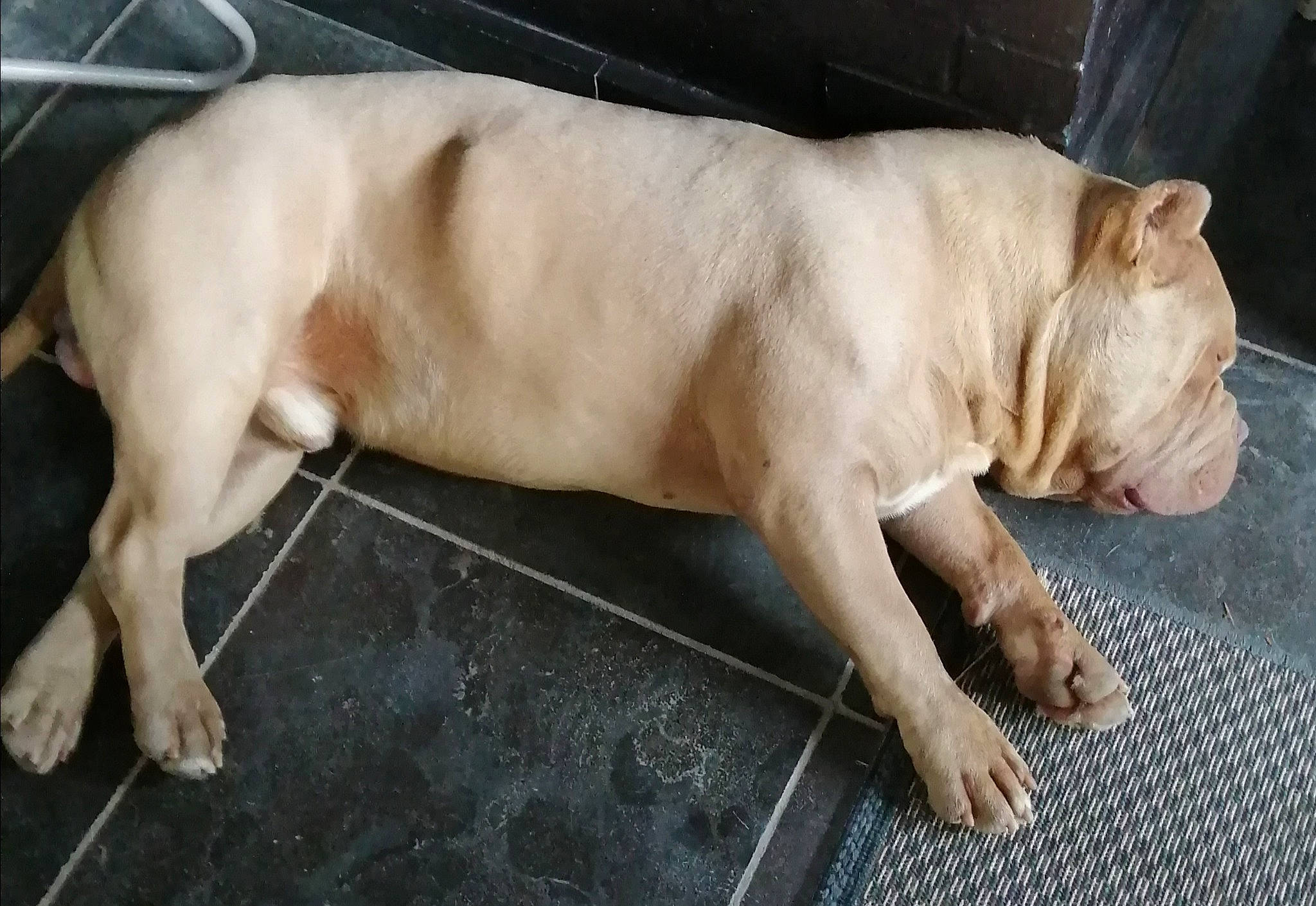 Tyson a rejoint le concours — aidez-le/la à gagner de superbes lots ! american_bulldog, american_pit_bull_terrier, bulldog, canidae, carnivore, dog, dog_breed, fawn, mammal, non_sporting_group, snout, sporting_group, vertebrate