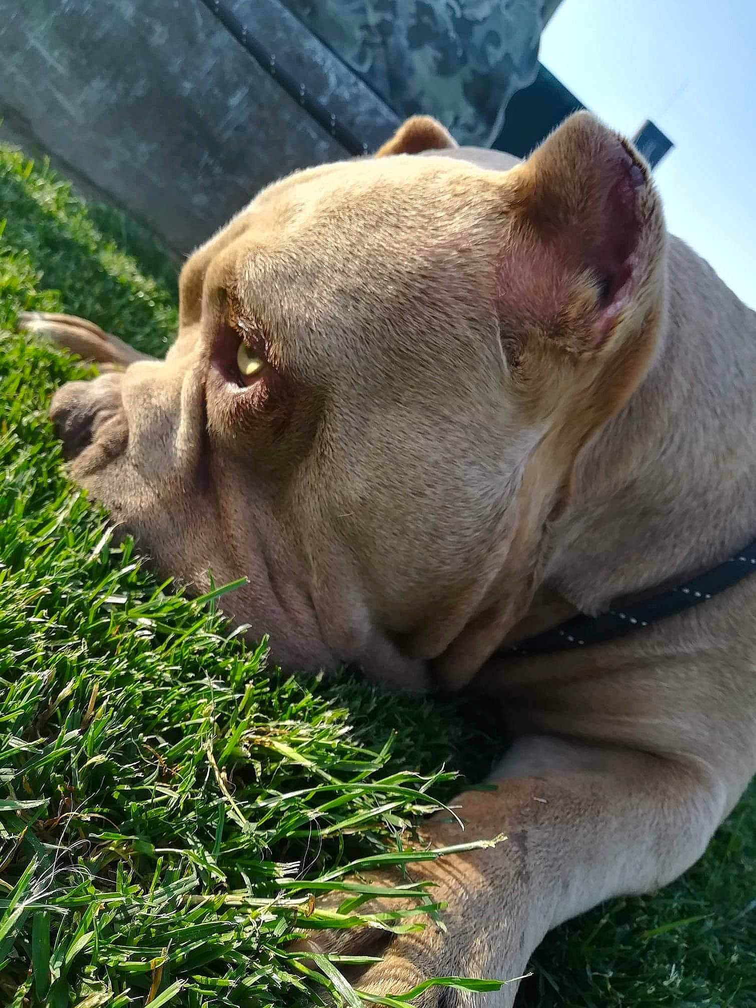 Tyson participe au concours pour gagner de l'argent avec cette photo : american_pit_bull_terrier, ancient_dog_breeds, canidae, carnivore, companion_dog, dog, dog_breed, fawn, grass, mammal, molosser, non_sporting_group, nose, pit_bull, plant, skin, snout, sporting_group, vertebrate, wrinkle