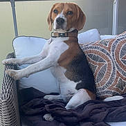 Vika a rejoint le concours — aidez-le/la à gagner de superbes lots ! dog, beagle, pet, sitting, chair, cushion, blanket, pillow, outdoor, balcony, furniture, canine, brown, white, black, collar, looking, resting, daylight, wood