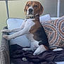 dog, beagle, pet, sitting, chair, cushion, blanket, pillow, outdoor, balcony, furniture, canine, brown, white, black, collar, looking, resting, daylight, wood