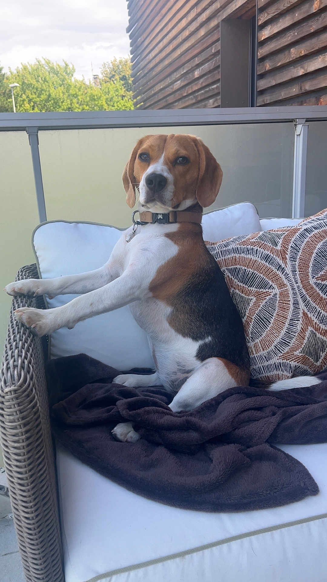 Vika a rejoint le concours — aidez-le/la à gagner de superbes lots ! dog, beagle, pet, sitting, chair, cushion, blanket, pillow, outdoor, balcony, furniture, canine, brown, white, black, collar, looking, resting, daylight, wood