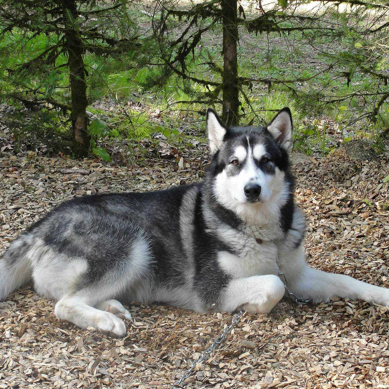 Gaïa