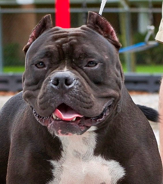 Macey Mae joined the competition — help win amazing prizes! bulldog, canidae, carnivore, collar, companion_dog, dog, dog_breed, dog_collar, fawn, fur, leash, liver, molosser, non_sporting_group, snout, sporting_group, whiskers, working_animal, working_dog, wrinkle