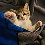 kitten, cat, paw, blanket, cozy, cute, fur, pet, animal, small, whiskers, soft, resting, indoor, young, mammal, comfort, closeup, adorable, sleepy