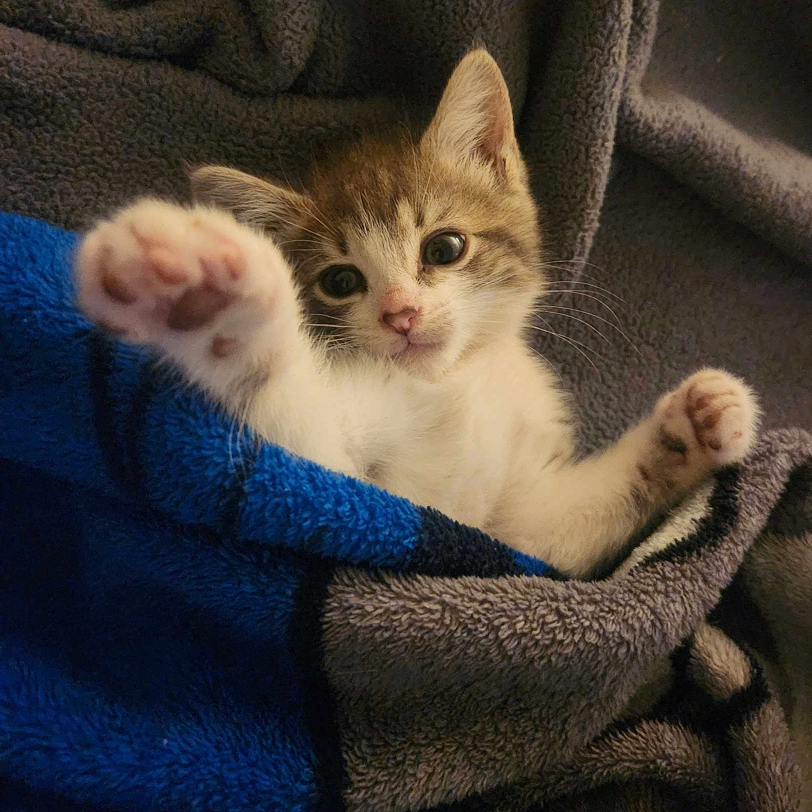Zoey joined the competition — help win amazing prizes! adorable, animal, blanket, cat, closeup, comfort, cozy, cute, fur, indoor, kitten, mammal, paw, pet, resting, sleepy, small, soft, whiskers, young