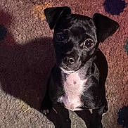 Mr. Biz is registered to the contest to win money with this photo: animal, black_dog, canine, carpet, cute, dog, domestic_animal, ears, eyes, floor, friendly, fur, indoor, looking_up, pet, puppy, shadow, small_dog, white_patch, young