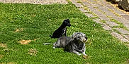 Mr. Biz joined the competition — help win amazing prizes! animal, backyard, black_dog, companion, daytime, dog, fur, garden, grass, gray_dog, greenery, lying_down, nature, outdoor, pet, relaxing, rocks, sitting, stone_path, sunlight