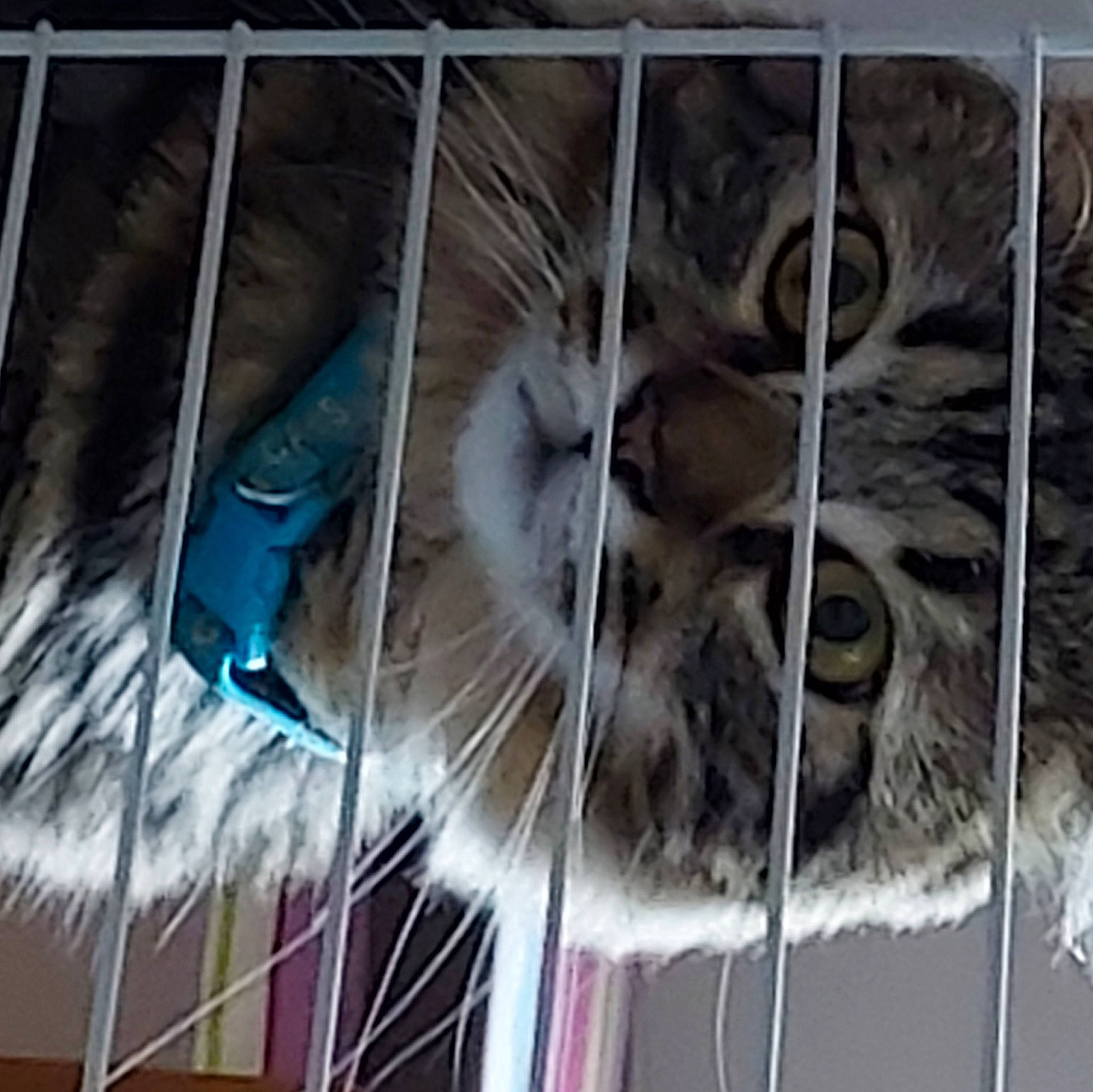 Chense participe au concours pour gagner de l'argent avec cette photo : animal_shelter, cage, carnivore, cat, domestic_short_haired_cat, electric_blue, fawn, felidae, fence, fur, mesh, pet_supply, service, small_to_medium_sized_cats, snout, tail, terrestrial_animal, whiskers, wildlife, wire_fencing