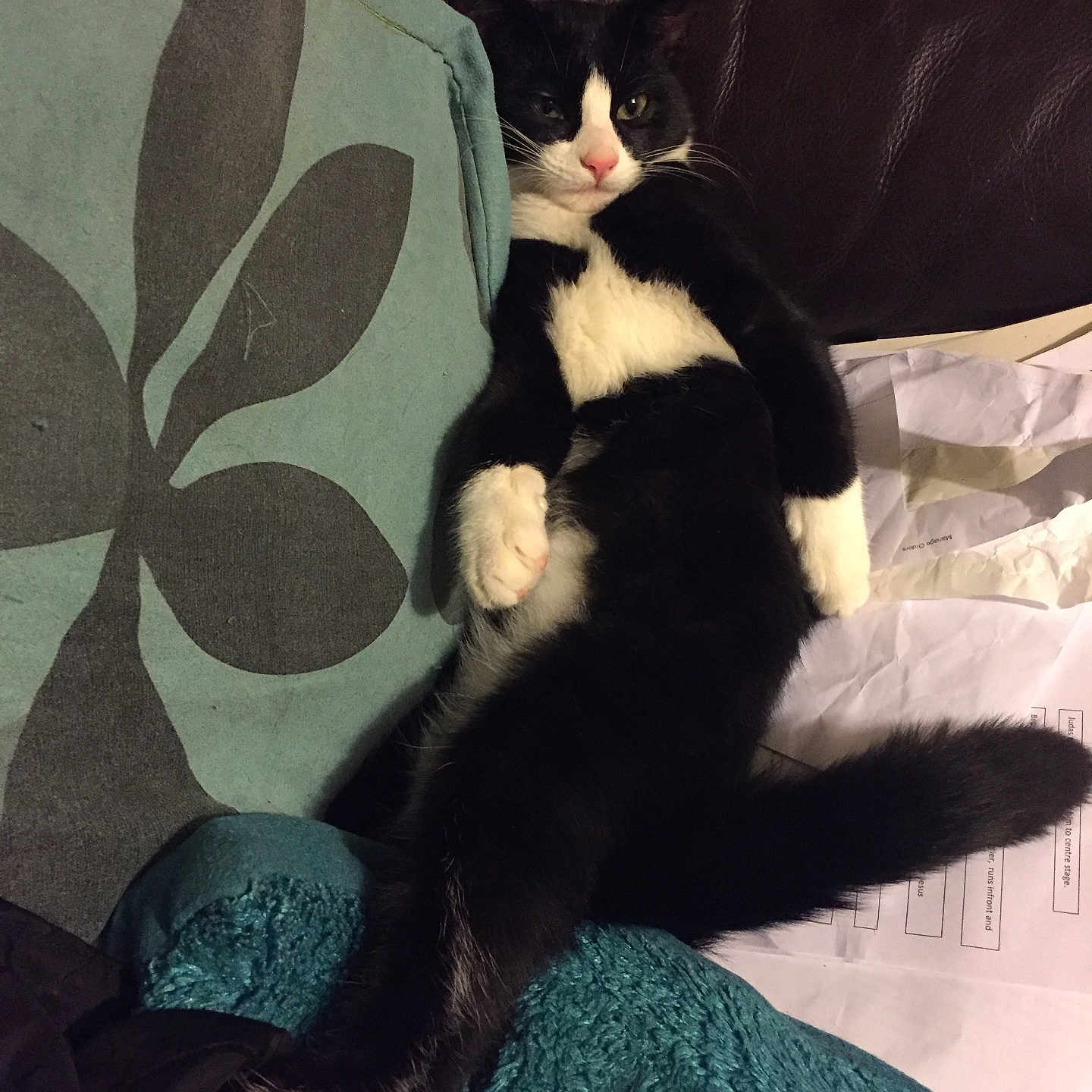 Freddie joined the competition — help win amazing prizes! abyssinian, animal, architecture, armchair, blackcat, blanket, building, cat, chair, couch, cushion, furniture, homedecor, indoors, kitten, linen, livingroom, manx, pet, room