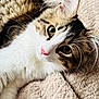 animal, blanket, cat, closeup, cozy, curious_eyes, cute, domestic_cat, face, fluffy, fur, indoor, lying_down, pet, pink_nose, relaxed, soft_texture, tabby, whiskers, white_fur