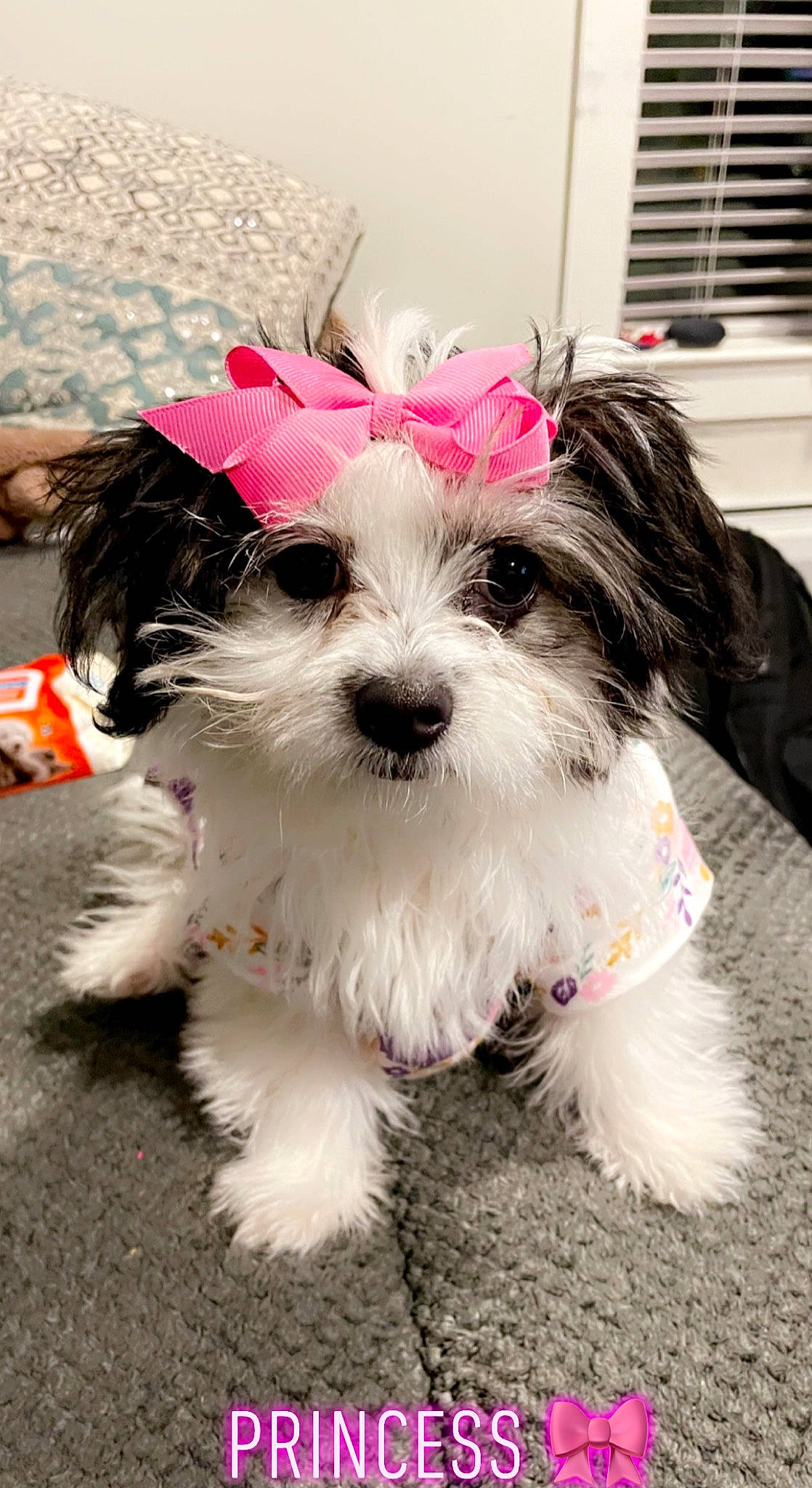 Riley joined the competition — help win amazing prizes! canidae, carnivore, collar, companion_dog, dog, dog_breed, dog_collar, dog_supply, eyewear, fashion_accessory, fur, glasses, happy, pink, small_terrier, snout, sporting_group, terrier, toy_dog, working_animal