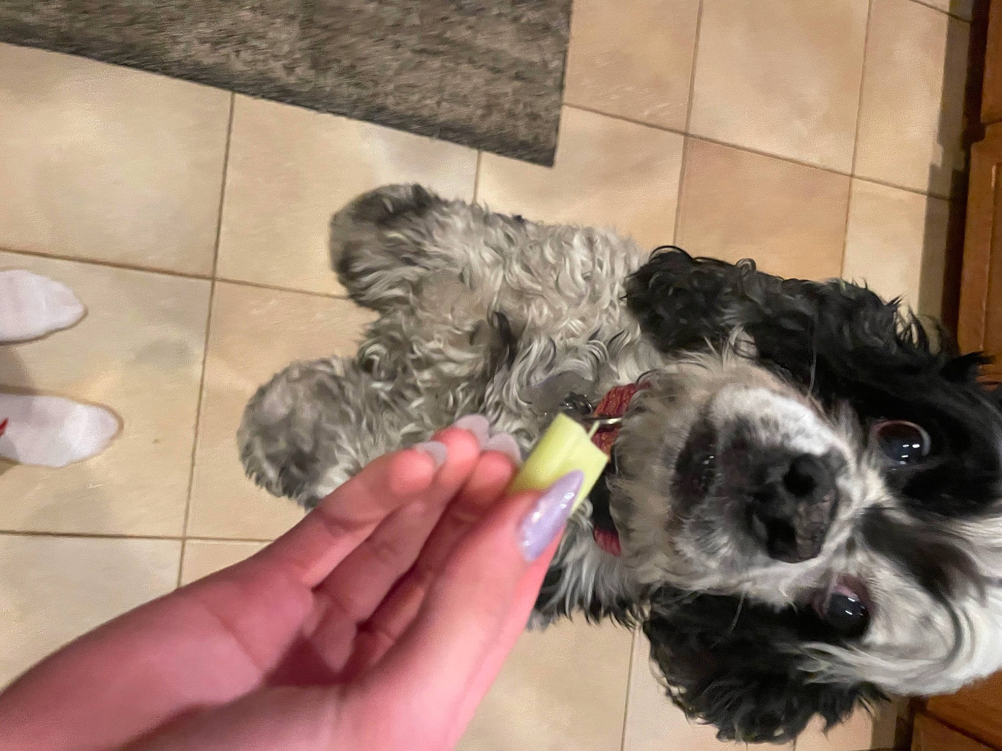 Leonard. is registered to the contest to win money with this photo: canidae, carnivore, companion_dog, dog, dog_breed, dog_supply, fur, liver, non_sporting_group, paw, puppy, schnauzer, small_terrier, snout, sporting_group, tail, terrier, toy_dog, water_dog, working_animal