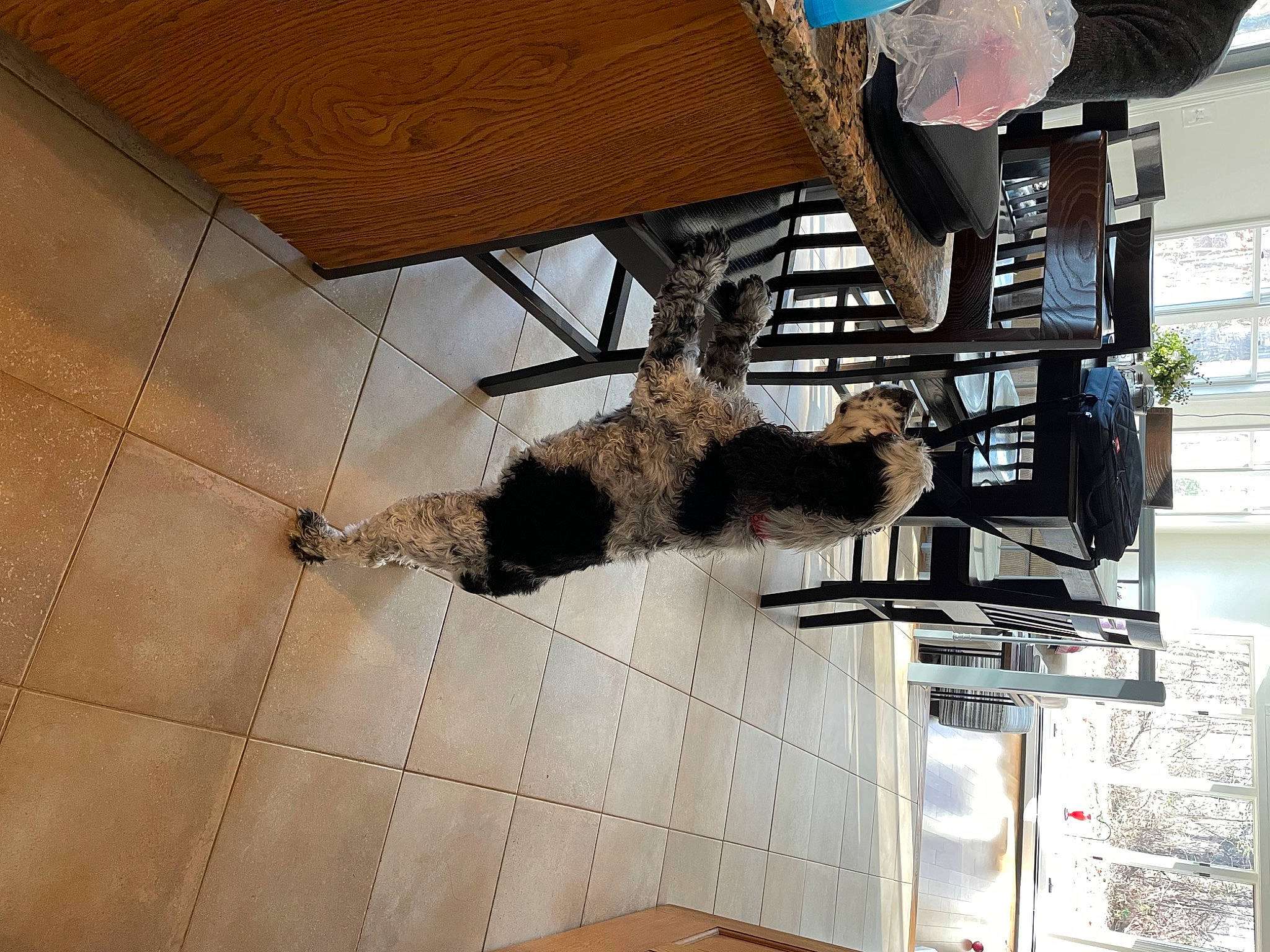 Leonard. joined the competition — help win amazing prizes! building, ceiling, domestic_short_haired_cat, fawn, felidae, flooring, fur, hardwood, house, metal, pet_supply, plant, room, small_to_medium_sized_cats, table, tail, tree, window, wood