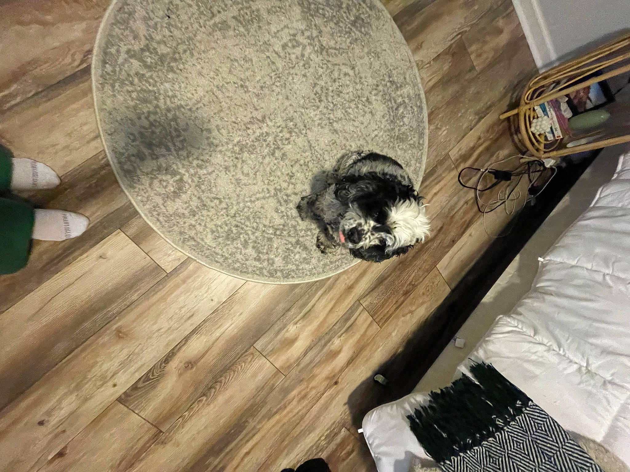 Leonard. is registered to the contest to win money with this photo: auto_part, automotive_tire, automotive_wheel_system, bicycle_tire, carnivore, circle, comfort, dog, floor, flooring, hardwood, laminate_flooring, rim, tire, tread, varnish, wheel, wood, wood_flooring, wood_stain