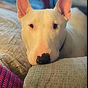 Buddy joined the competition — help win amazing prizes! bull_terrier, dog, pet, indoor, resting, couch, cushion, blanket, ears, face, nose, closeup, cozy, relaxed, animal, domestic_animal, furniture, soft_lighting, home, comfort