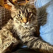 Poppy joined the competition — help win amazing prizes! cat, kitten, maine_coon, long_hair_cat, pet, indoor, couch, lap, whiskers, big_eyes, fluffy_fur, close_up, portrait, home, cozy, furniture, denim, brown_tabby, domestic_cat, relaxed