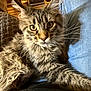 cat, kitten, maine_coon, long_hair_cat, pet, indoor, couch, lap, whiskers, big_eyes, fluffy_fur, close_up, portrait, home, cozy, furniture, denim, brown_tabby, domestic_cat, relaxed