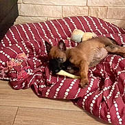 Shiva a rejoint le concours — aidez-le/la à gagner de superbes lots !