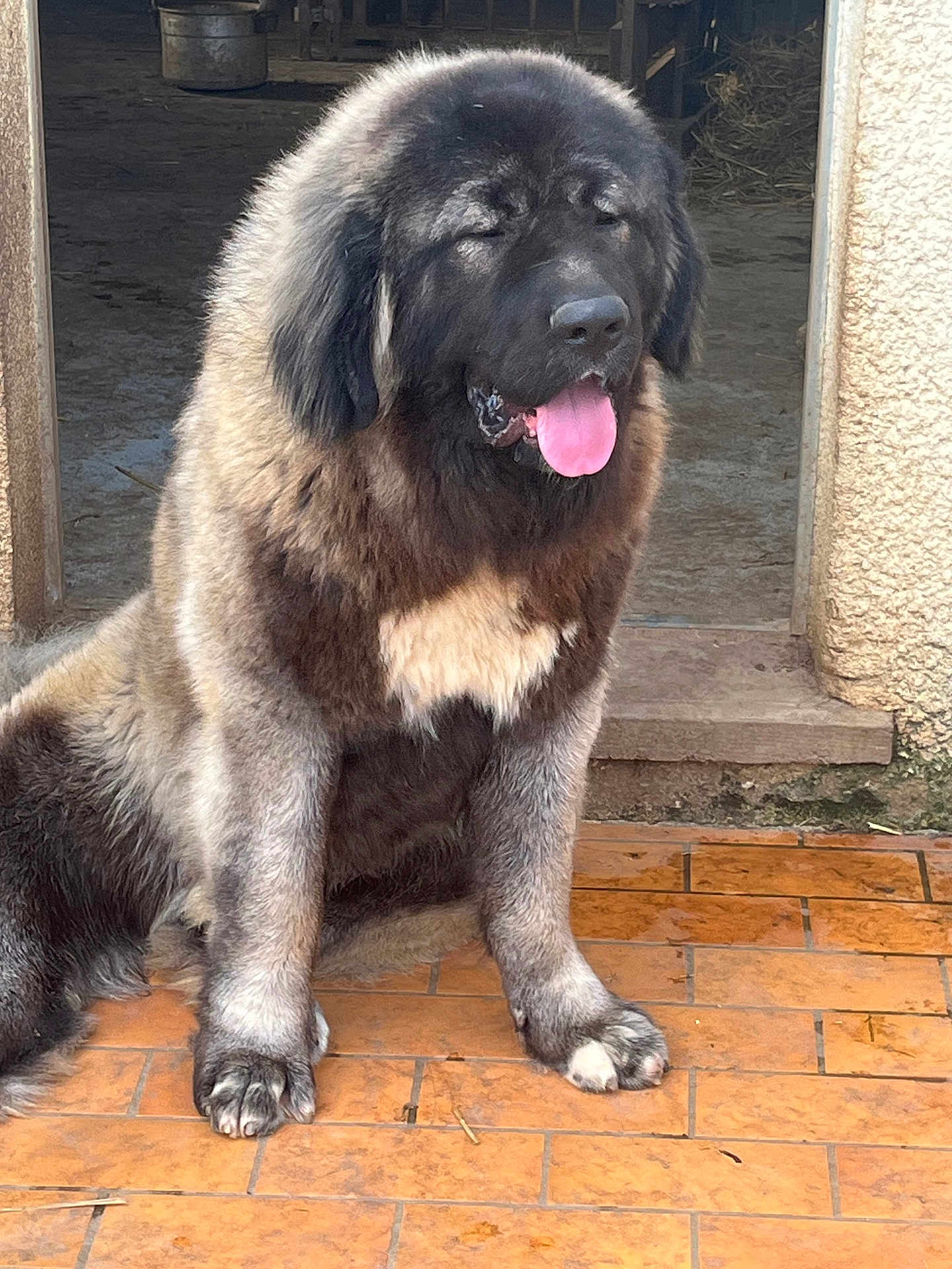 Aslo a rejoint le concours — aidez-le/la à gagner de superbes lots ! dog, large_dog, fluffy, tongue_out, sitting, porch, tile_floor, paws, fur, black_fur, brown_fur, white_chest, doorway, close_up, pet, mammal, companion, panting, guard_dog, outdoor