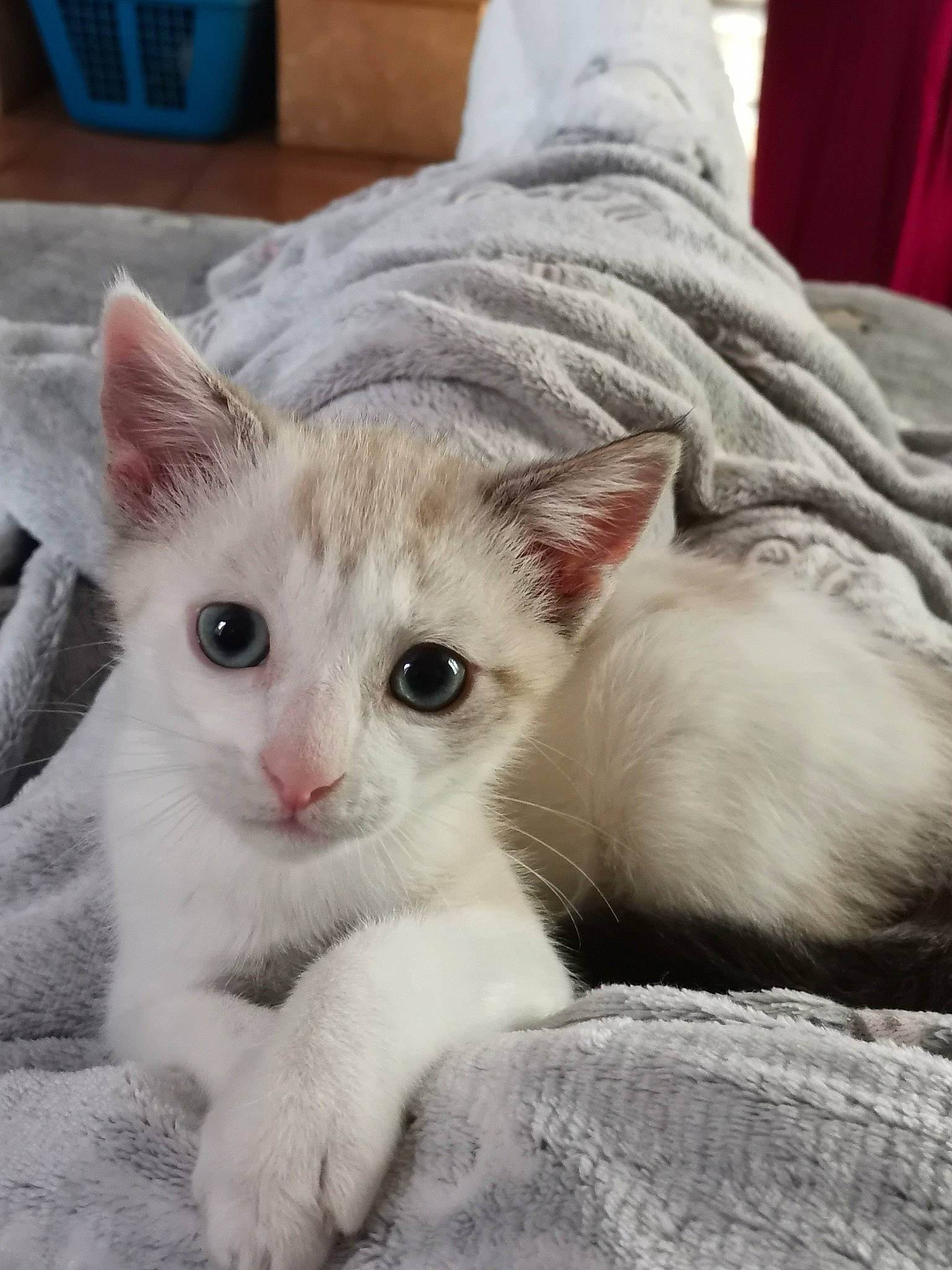 Suly participe au concours pour gagner de l'argent avec cette photo : carnivore, cat, claw, comfort, domestic_short_haired_cat, fawn, felidae, fur, paw, small_to_medium_sized_cats, tail, terrestrial_animal, whiskers