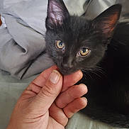 Rui is registered to the contest to win money with this photo: black_kitten, cat, hand, pet, close_up, indoor, curious, young, animal, feline, soft_texture, gray_background, domestic_animal, cute, small, resting, human_hand, whiskers, ears, eyes