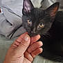 black_kitten, cat, hand, pet, close_up, indoor, curious, young, animal, feline, soft_texture, gray_background, domestic_animal, cute, small, resting, human_hand, whiskers, ears, eyes