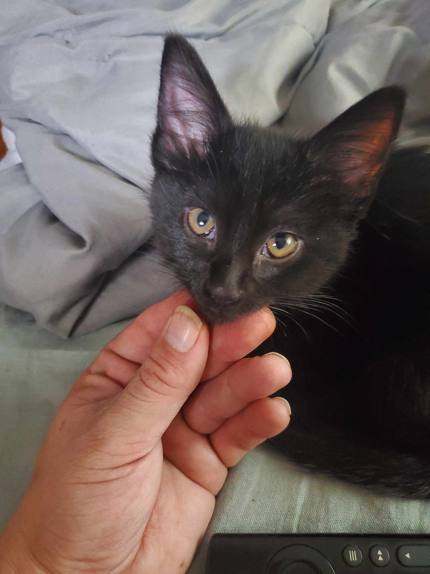 Rui is registered to the contest to win money with this photo: black_kitten, cat, hand, pet, close_up, indoor, curious, young, animal, feline, soft_texture, gray_background, domestic_animal, cute, small, resting, human_hand, whiskers, ears, eyes