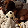 dog, dachshund, toy, soccer_ball, blanket, couch, indoor, pet, brown_dog, relaxing, cozy, fur, animal, home, resting, cute, companion, domestic, soft_texture, comfort