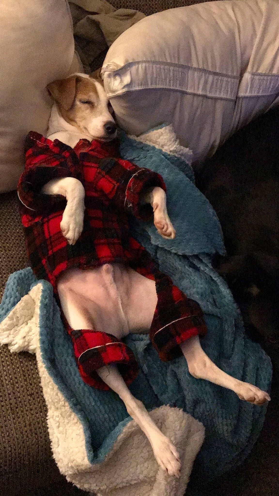 Scribble is registered to the contest to win money with this photo: carmine, carnivore, comfort, companion_dog, couch, dog, fur, human_leg, knee, lap, linens, pattern, pillow, plaid, sitting, sleeve, sock, stocking, tartan, thigh
