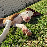 Milo is registered to the contest to win money with this photo: dog, grass, outdoor, sunlight, paw, pet, animal, backyard, fence, blue_sky, relaxed, playful, canine, summer, nature, domestic_animal, floppy_ears, lying_down, sunny, daytime