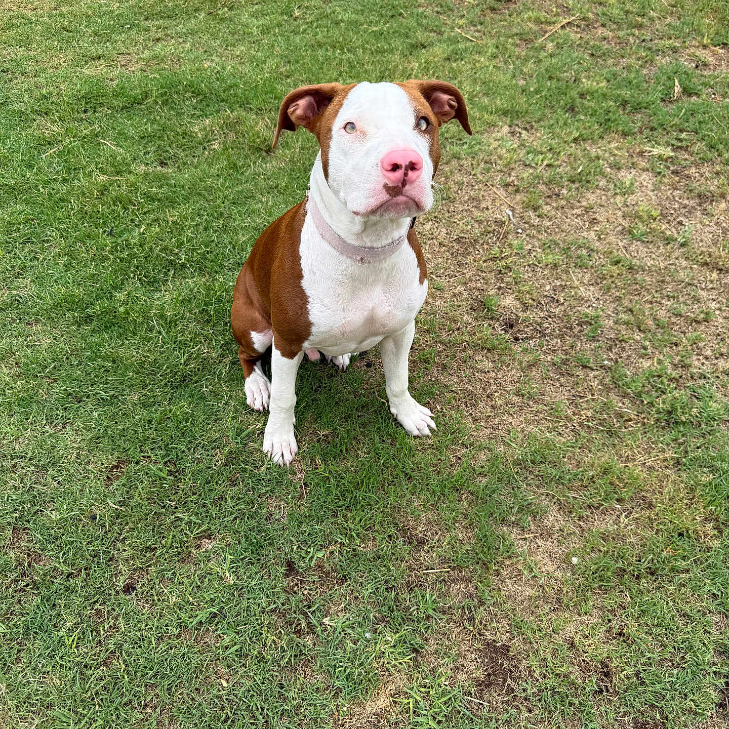 Milo joined the competition — help win amazing prizes! dog, brown_and_white, pink_nose, sitting, grass, lawn, outdoor, pet, canine, toy, playful, backyard, animal, collar, ears, fur, alert, nature, ground, daylight