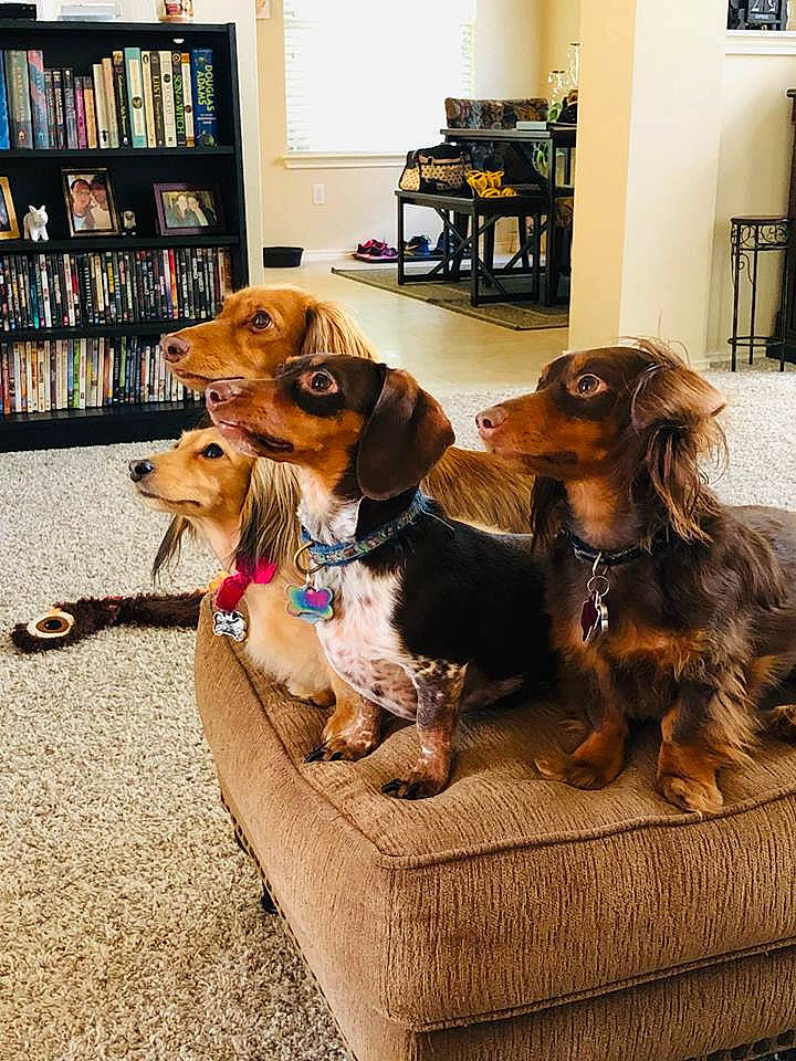 The A-ok Zoo joined the competition — help win amazing prizes! canidae, carnivore, companion_dog, dachshund, dog, dog_breed, fawn, furniture, long_hair, mammal, puppy