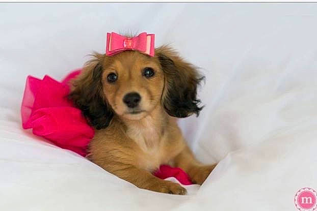Winona is registered to the contest to win money with this photo: canidae, carnivore, companion_dog, dachshund, dog, dog_breed, fawn, long_hair, mammal, puppy, puppy_love, rare_breed_dog, snout, sporting_group, vertebrate