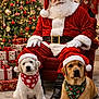 santa_claus, dog, puppy, christmas_tree, holiday, festive, gift, red_hat, bandana, christmas_decorations, fireplace, stockings, carpet, smiling, indoor, holiday_spirit, cute, pet, seasonal, warm