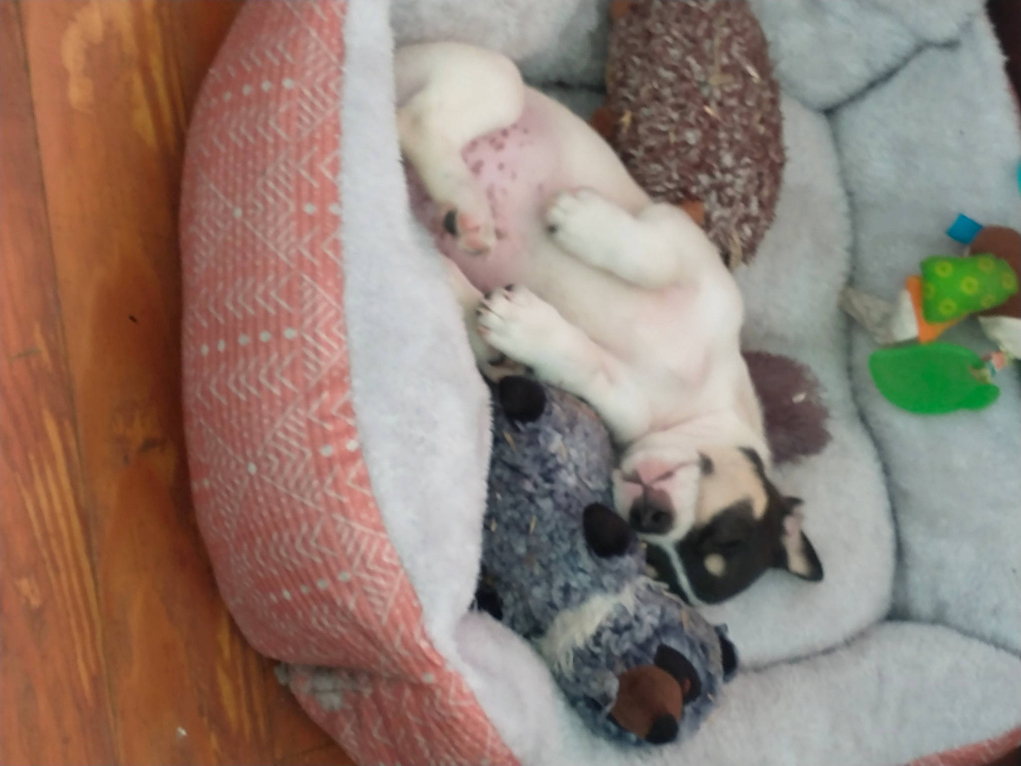 Petey joined the competition — help win amazing prizes! baby, canidae, carnivore, child, comfort, companion_dog, dog, dog_breed, fawn, felidae, foot, fur, linens, nail, nap, paw, pink, small_to_medium_sized_cats, sporting_group, tail