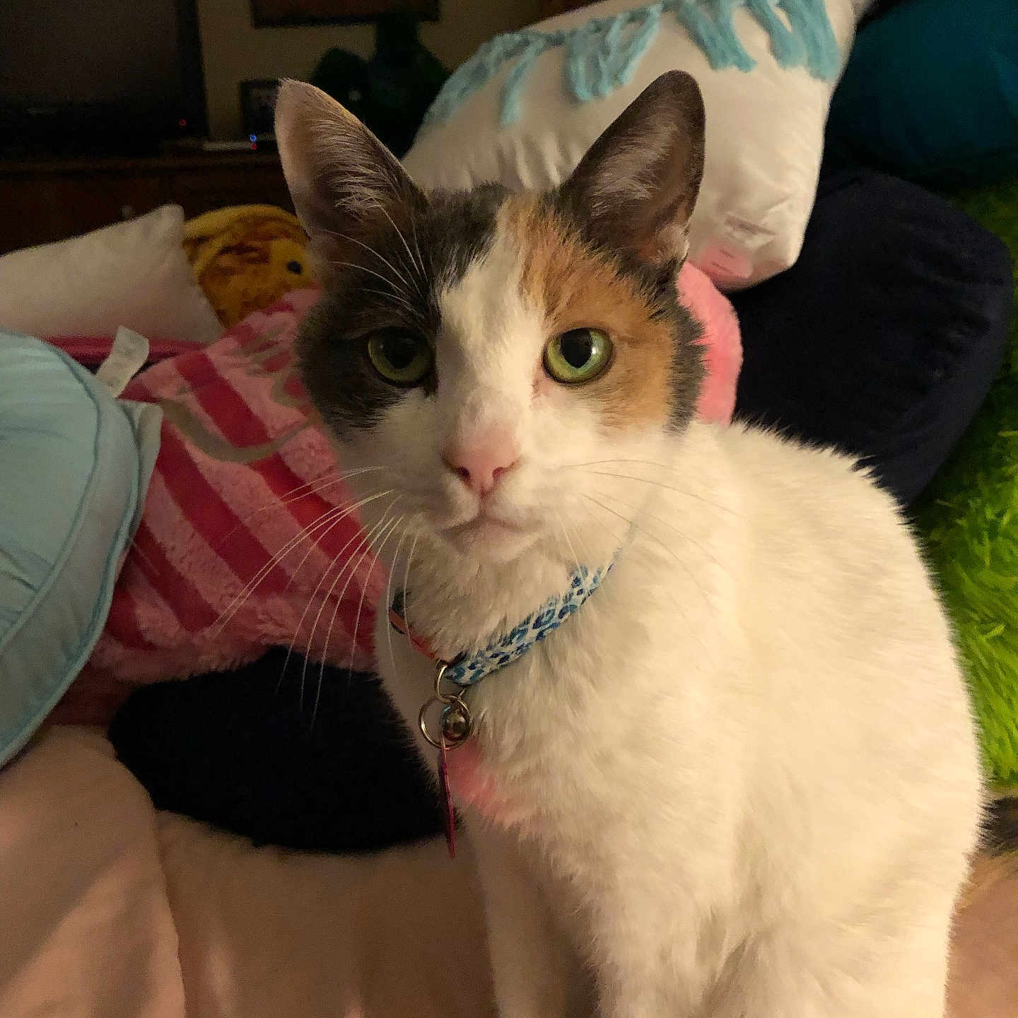 Baby joined the competition — help win amazing prizes! accessories, animal, bed, cat, computerhardware, couch, cushion, electronics, furniture, hardware, homedecor, indoors, jewelry, kitten, monitor, necklace, pet, photoframe, screen, tv