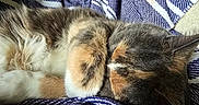 Burger is registered to the contest to win money with this photo: cat, sleeping, fur, striped_blanket, cozy, resting, pet, animal, indoor, soft, relaxed, cute, tabby, calico, whiskers, ears, closeup, texture, comfort, nap