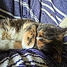 cat, sleeping, fur, striped_blanket, cozy, resting, pet, animal, indoor, soft, relaxed, cute, tabby, calico, whiskers, ears, closeup, texture, comfort, nap