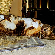 Burger is registered to the contest to win money with this photo: cat, sleeping, indoor, carpet, woven_basket, relaxed, feline, pet, animal, fur, paws, cozy, home, resting, cute, domestic_cat, whiskers, tabby, calico, floor