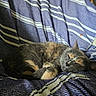 Burger joined the competition — help win amazing prizes! cat, sleeping, striped_blanket, cozy, indoor, resting, feline, fur, texture, blue, white, pattern, curled_up, relaxed, nap, animal, pet, quiet, peaceful, soft_lighting